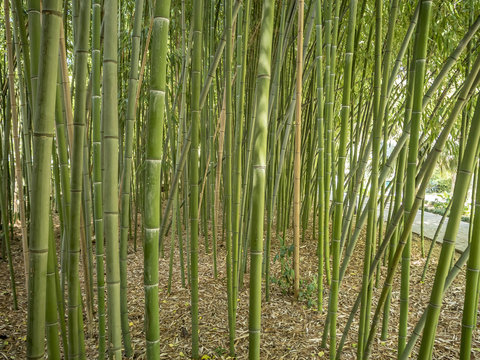 Bamboo grove in the park of the arboretum in Sochi