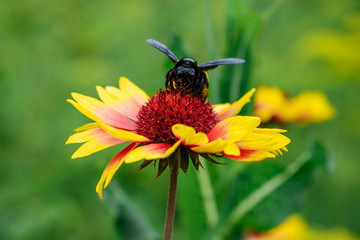 Pollination of flowers with bumblebee in the garden