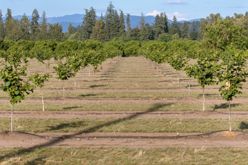 Hazelnut Orchard