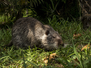 Gray nutria is eating in the park an arboretum in Sochi