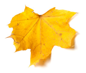 Autumn yellow maple leaf