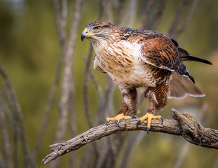 Ferruginous Hawk