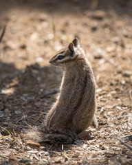 Colorado Chipmunk