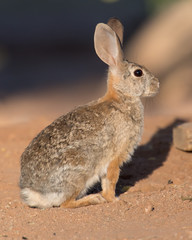 Cottontail Adult