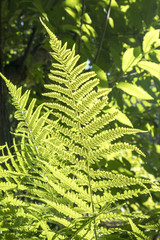 the Fern leaf in the backlight in the botanical garden of Warsaw