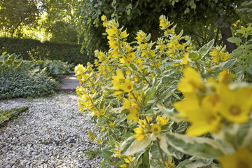Fototapeta premium Spotted loosestrife (Lysimachia punctata)