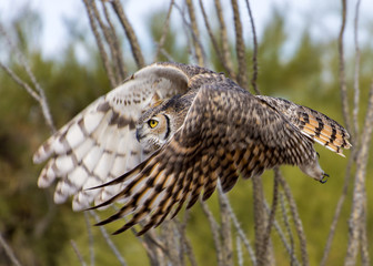 Great Horned Owl In Flight