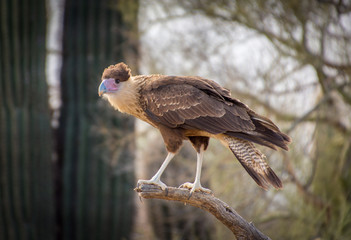 Caracara (juvenile)