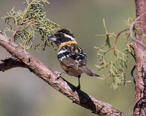 Black-headed Grosbeak (male)