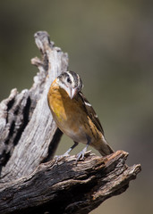Black-headed Grosbeak (female)
