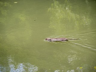 Gray nutria swims along the river in the park of the arboretum in Sochi