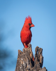 Northern Cardinal - male