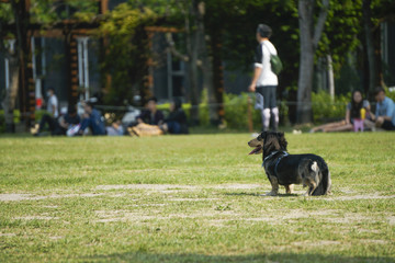 Naklejka na ściany i meble A cute, adorable dachshund is standing and waiting for his owner to keep up.