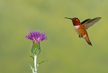 Rufous Hummingbird - male