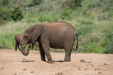 Fototapeta na wymiar Elefant, Südafrika, Afrika