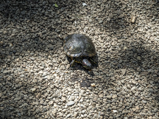 Tortoise on the gravel in the park of the arboretum in Sochi