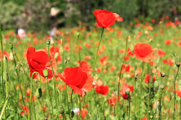 poppy, field, red, flower