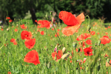 Obraz premium poppy, field, red, flower