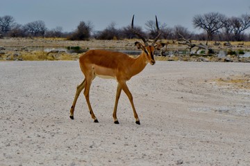 Sorte d'antilope 