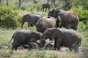 Elefant, Südafrika, Afrika