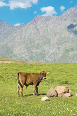 Cow in the Caucasus Mountains 