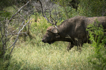 Obraz premium Afrikanischer Büffel, Südafrika, Afrika