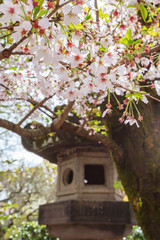 Obraz na płótnie Canvas Beautiful sakura cherry blossom in Ueno park, spring season at Tokyo, Japan