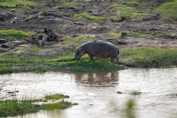 Flusspferd, Südarfika, Afrika