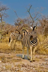 Obraz premium Zèbres