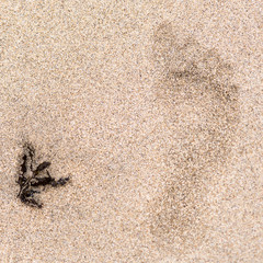 Footprint in the sand