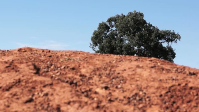 Close up of laterite red soil in africa with single tree
