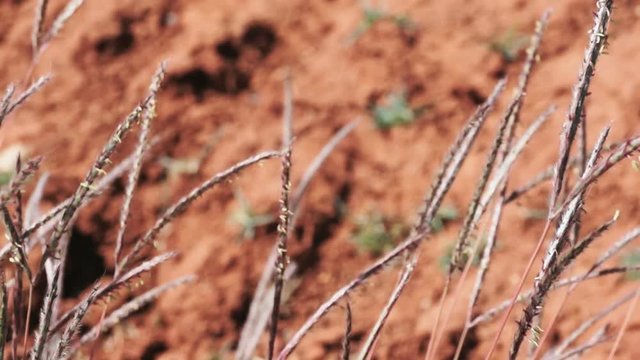 Close up of stalk of grass in front of laterite red soil in africa
