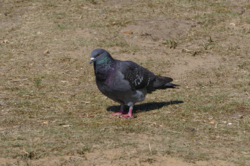 wild pigeon
