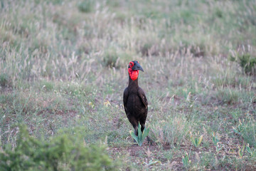 Südliche Hornrabe (Bucorvus leadbeateri, Bucorvus cafer), Südafrika, Afrika