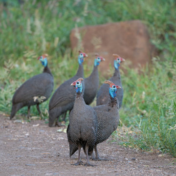 Helmperlhuhn (Numida meleagris), S&uuml;dafrika, Afrika