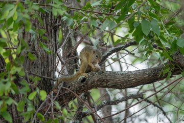 Baumhörnchen, Südafrika, Afrika