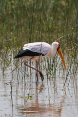 Nimmersatt (Mycteria ibis), Südafrika, Afrika