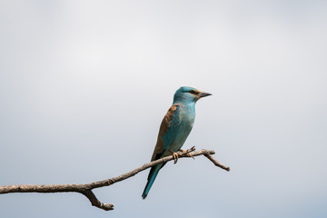 Blauracke (European Roller), Südafrika, Afrika