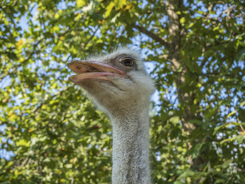 Ostrich head in the arboretum of Sochi