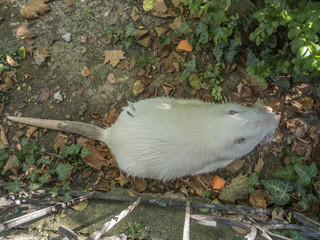 White nutria is eating carrots and bread in the arboretum of Sochi