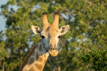 Naklejka na ściany i meble Giraffe, Südafrika, Afrika