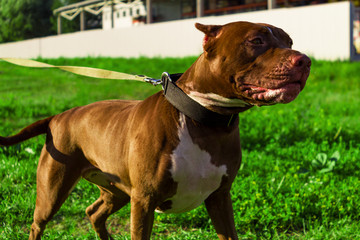 Staffordshire Terrier close-up on the street. Portrait of a red dog