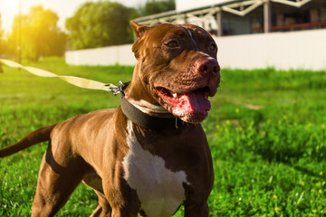 Staffordshire Terrier close-up on the street. Portrait of a red dog