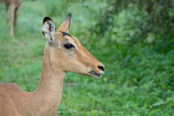 Impala, Südafrika, Afrika
