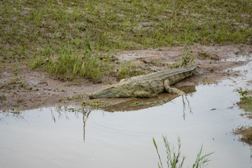 Krokodil, Südafrika, Afrika