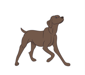 dog asking for food, vector
