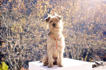 small furry dog ​​looking and sitting in the middle of nature