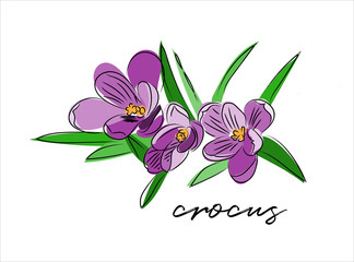 crocus vector illustration. purple spring flowers. hand drawn sketch. 