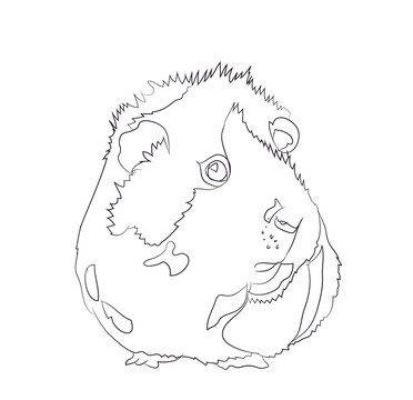 guinea pig, lines, vector