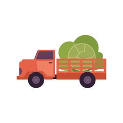 Flat farmer truck pickup delivering harvest food - huge green cabbage vegetable in body. Farming transportation and organic food. Vector isolated illustration